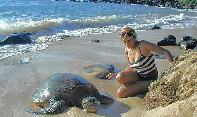 Sea turtle resting on the beach close to the house