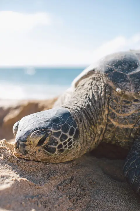 Sea turtle resting on an Oahu beach
